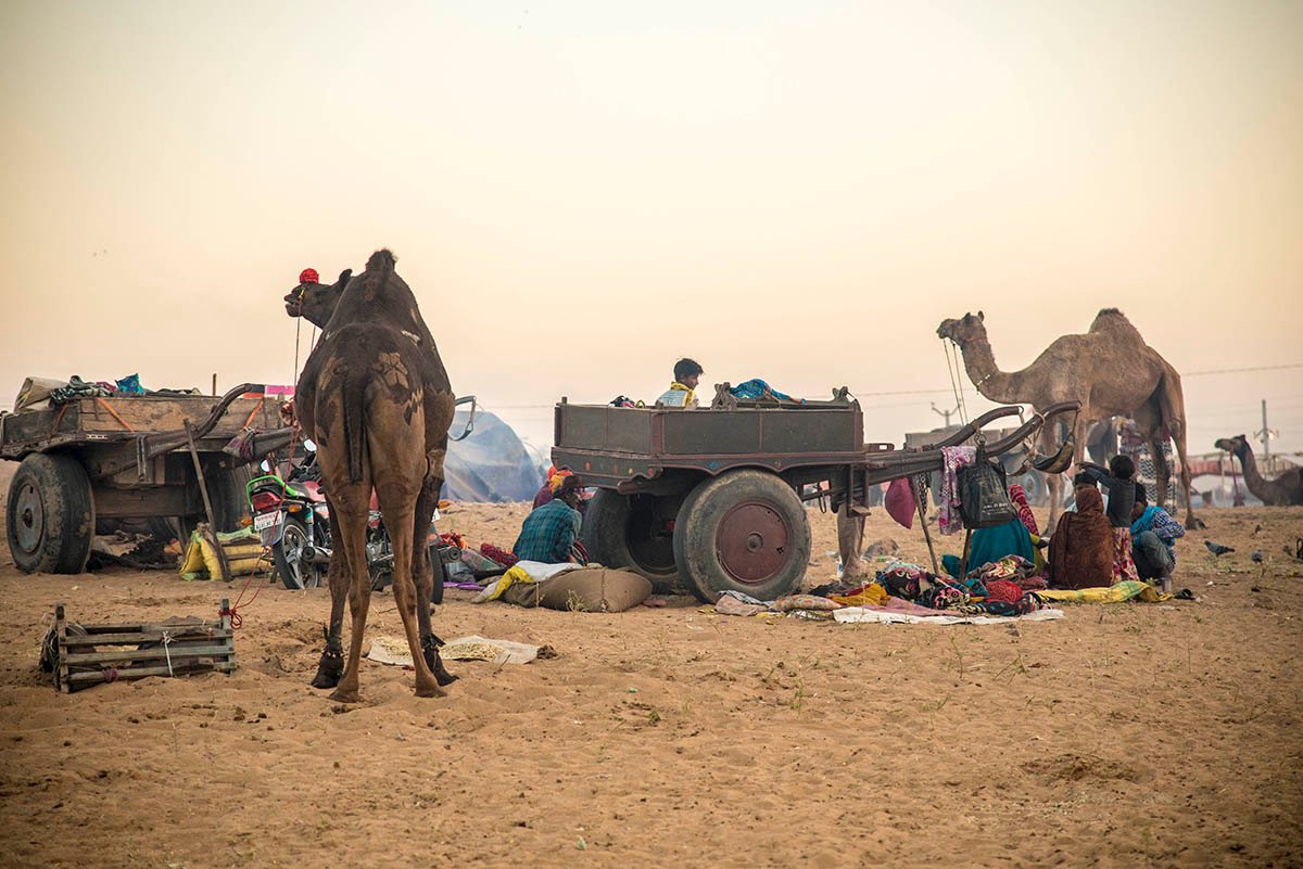Camel traders resting beside carts at Pushkar Camel Fair in Rajasthan