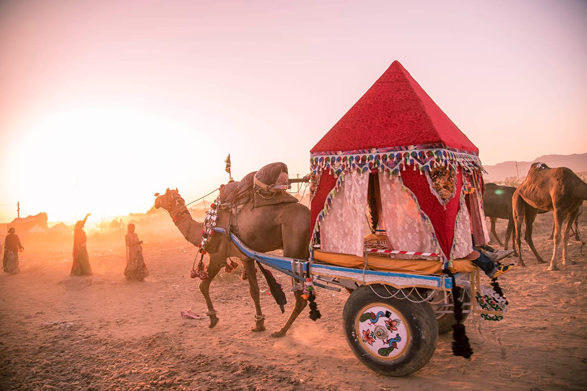 Decorated camel cart in golden evening light at Pushkar Camel Fair
