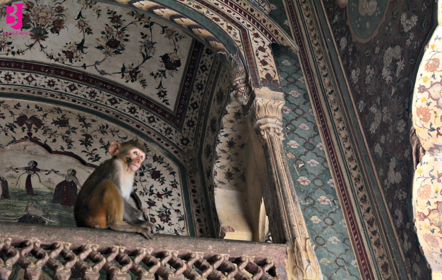 Rhesus monkey inside a frescoed pavilion at Galtaji Temple Jaipur