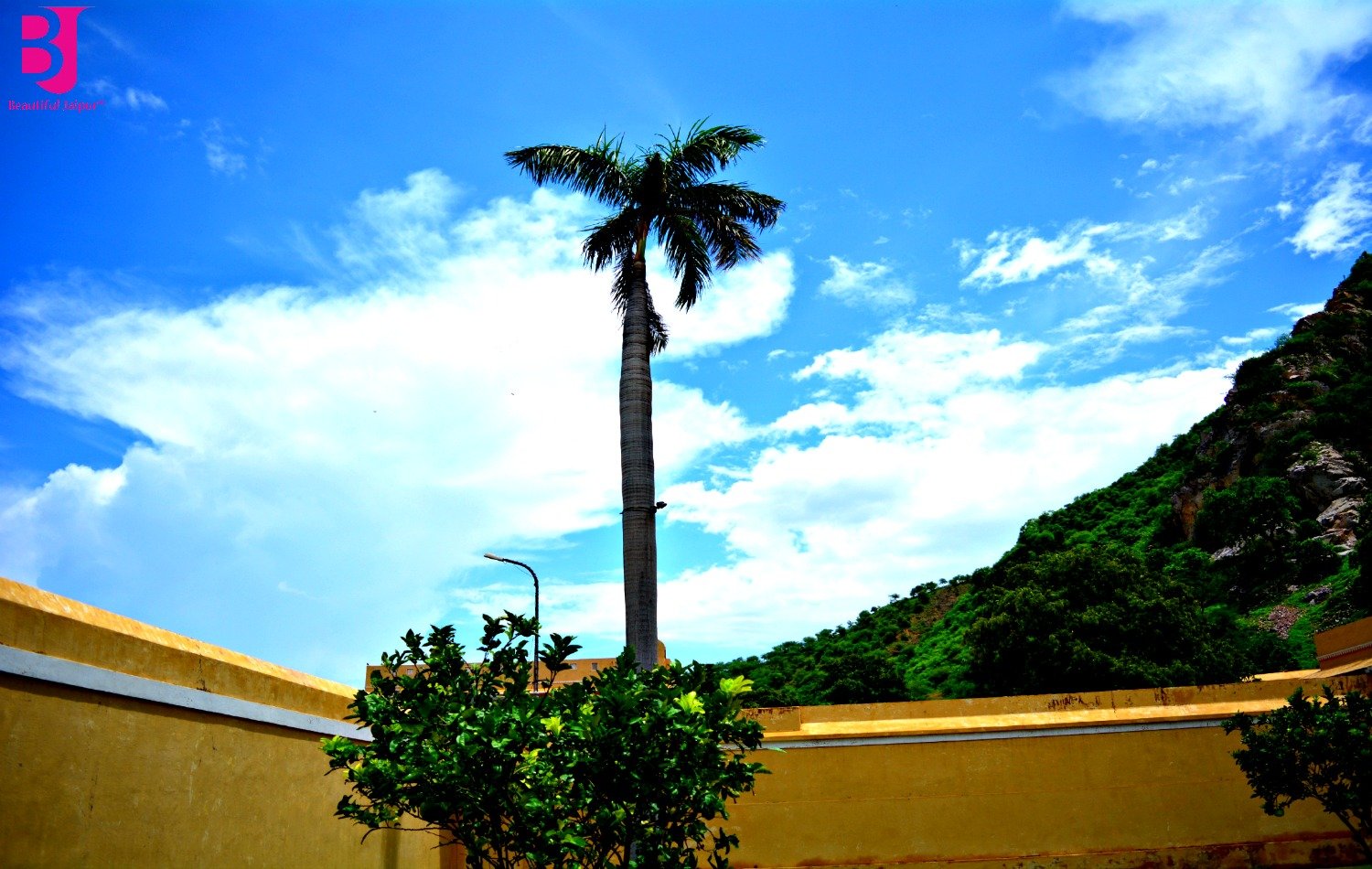 Palm tree and Aravalli hill view from Vidyadhar Garden Jaipur